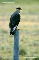 Caracara 35-05-03